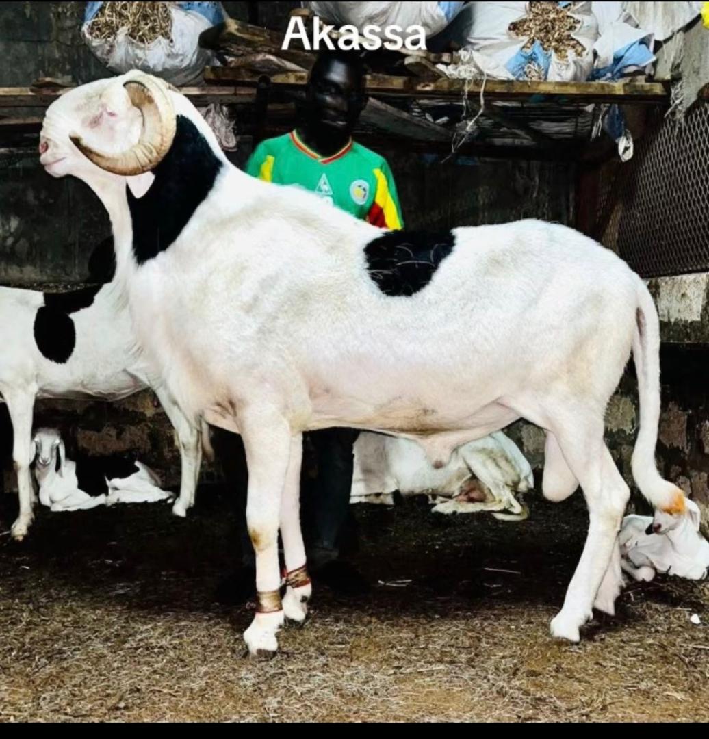 Akassa – BergerieHarlem Dakar