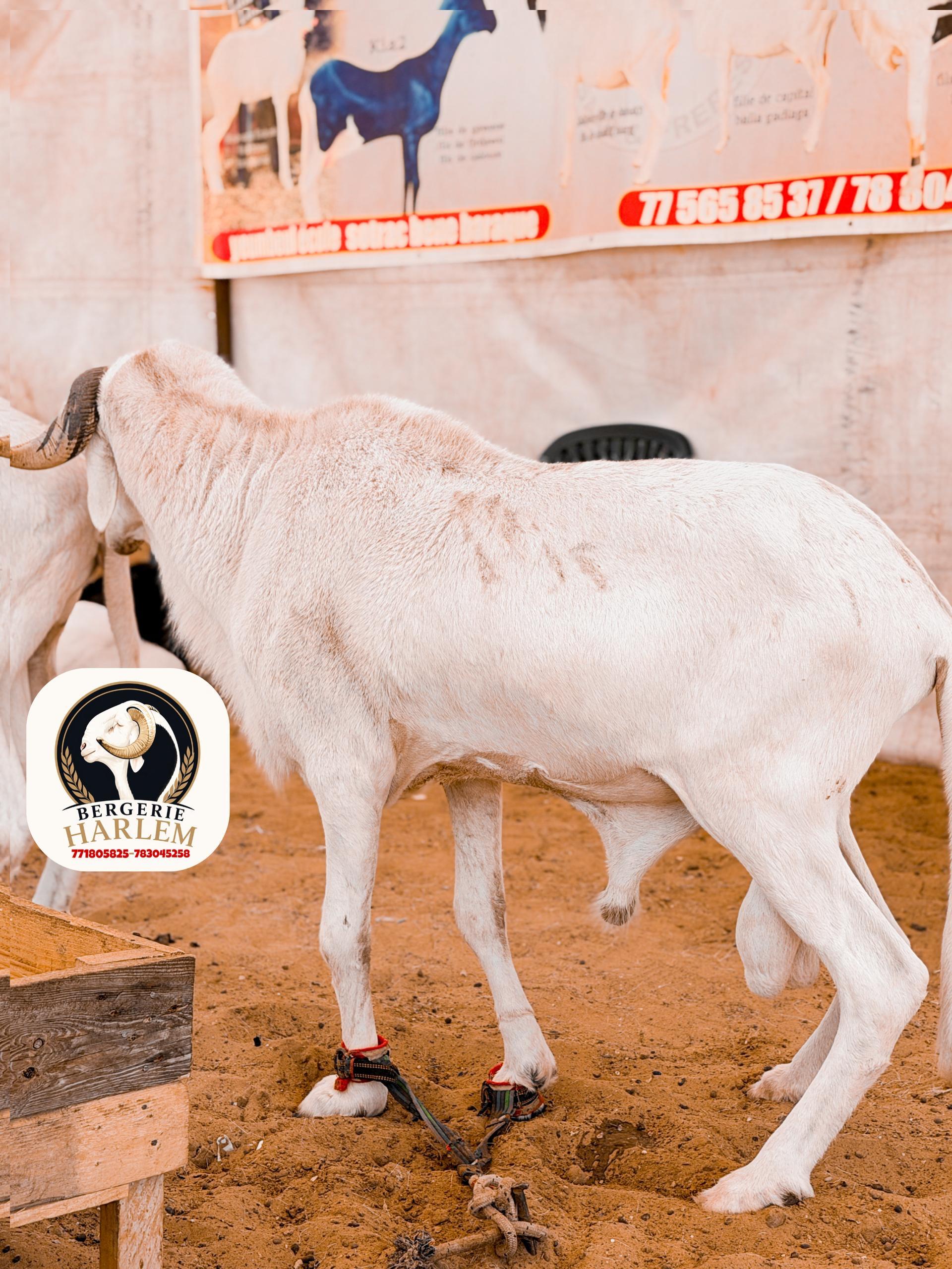 Standard 2 · Bélier blanc tacheté – BergerieHarlem