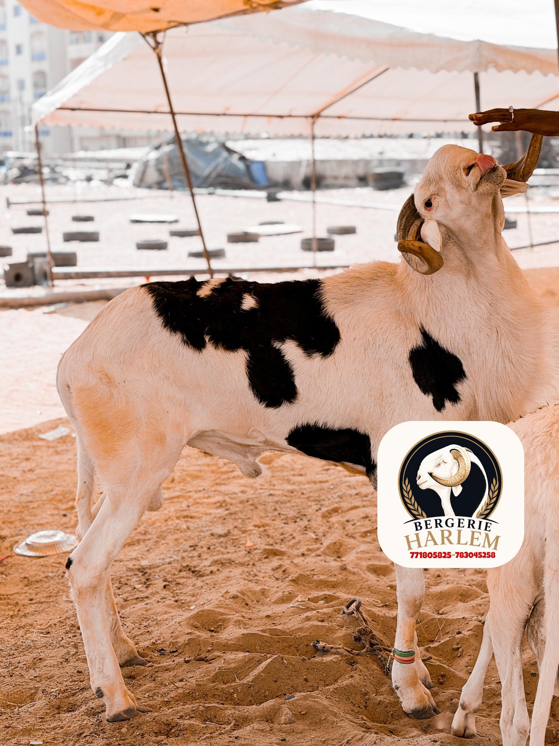 Standard 2 · Bélier tacheté – BergerieHarlem