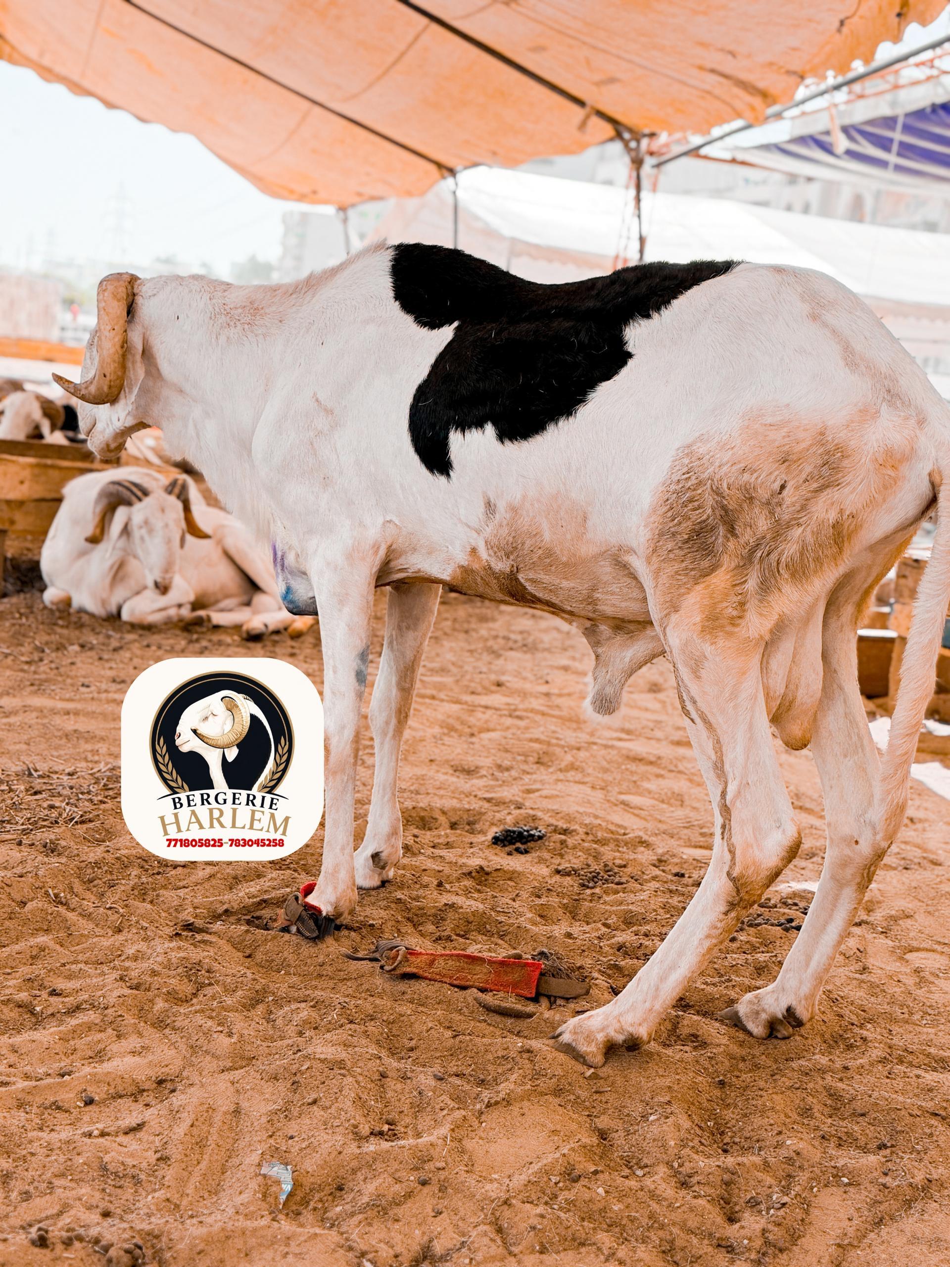Standard 3 · Géniteur 90kg+ – BergerieHarlem