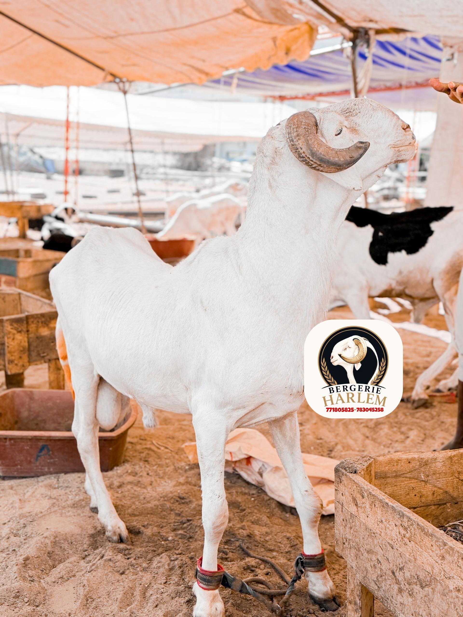 Standard 3 · Cornes majestueuses – BergerieHarlem