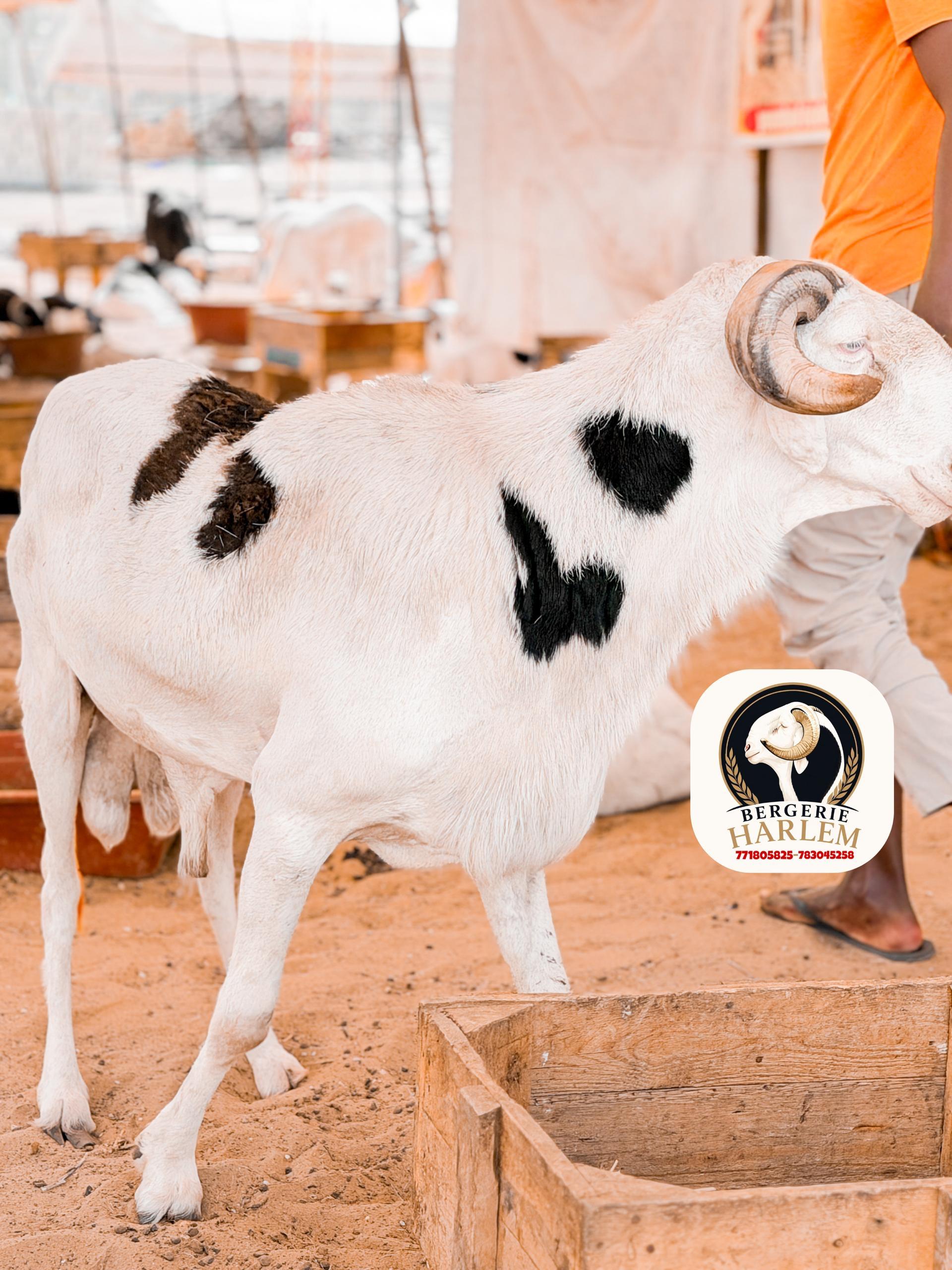 Standard 3 · Bélier blanc tacheté – BergerieHarlem